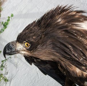 uploads/1336/2/kongeørn 5.JPG